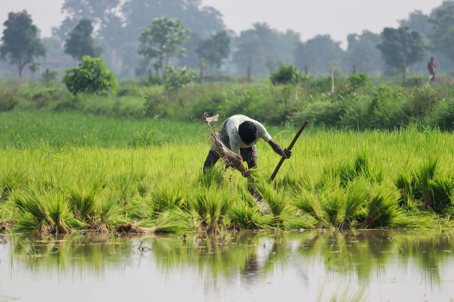 Agriculture Slide 5