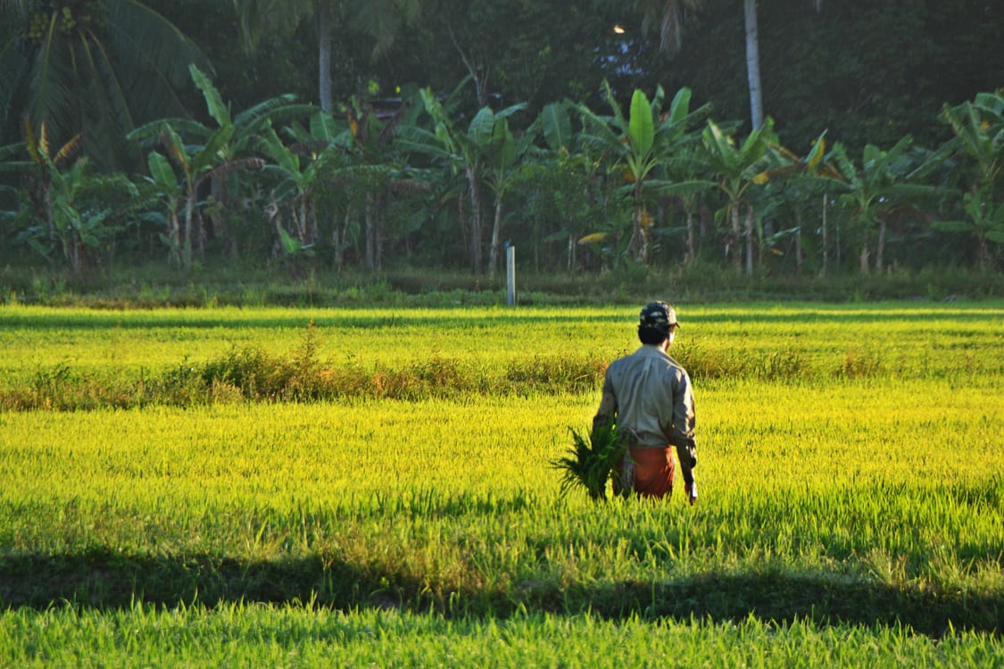 Agriculture Slide 2