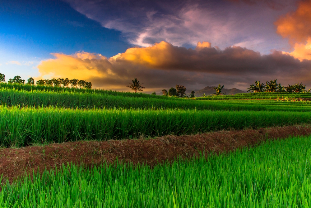 Agriculture Slide 3